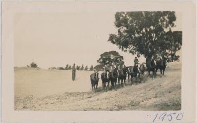 Ned Bell's Team of Horses