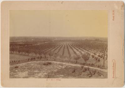 Frederick Piesse's Fruit and Vineyards