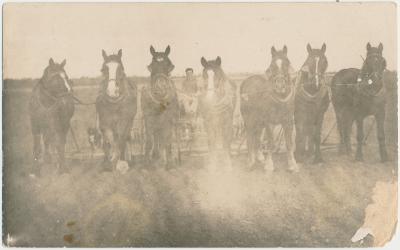 Team of Horses Pulling a Plough