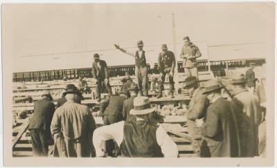 Katanning Sale Yards