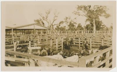 Katanning Sale Yards