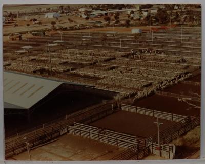 Katanning Sale Yards