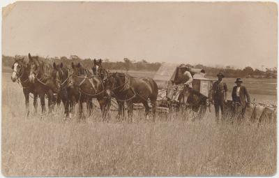 Five Horses pulling a Harvester