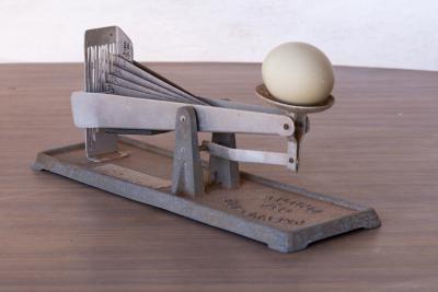 Multiplo egg grader