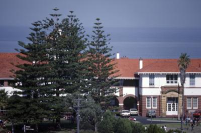 Bunbury Senior High School Norfolk Pines