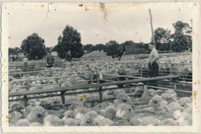 Katanning Sale Yards