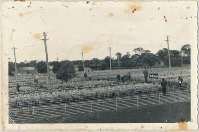 Katanning Sale Yards