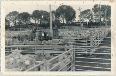 Katanning Sale Yards