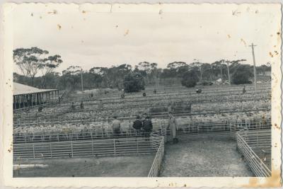 Katanning Sale Yards