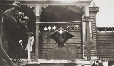 Large Stingray Suspended At The Claremont Baths Entrance