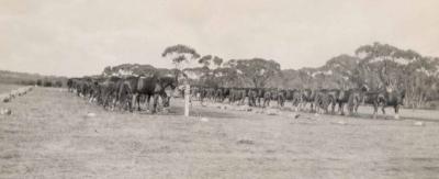 Inter War, Western Australia, York, 3 Field Artillery Brigade, 1934