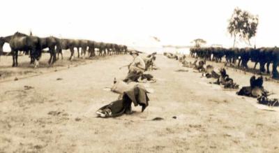 Inter War, Western Australia, York, 3 Field Artillery Brigade, York, 1936