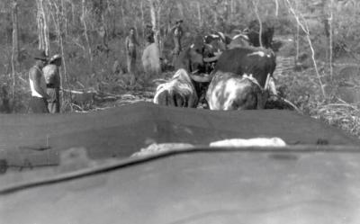 World War 2, Australia, Queensland, Atherton Tablelands, 2/7 Field Regiment, 1944