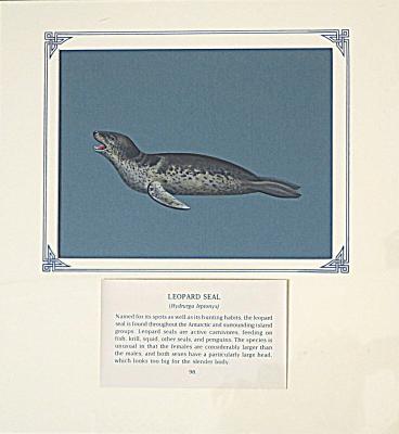 PAINTING - LEOPARD SEAL