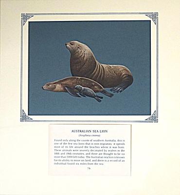 PAINTING  - AUSTRALIAN SEA LIONS