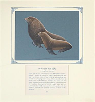 PAINTING - SOUTHERN FUR SEAL