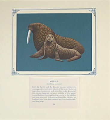 PAINTING  - WALRUS