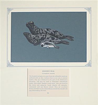 PAINTING - HOODED SEAL 