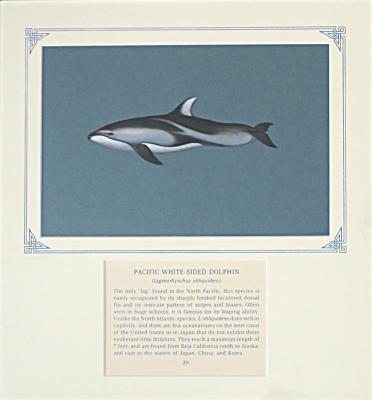 PAINTING - PACIFIC WHITE-SIDED DOLPHIN