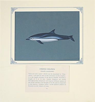 PAINTING - STRIPED DOLPHIN
