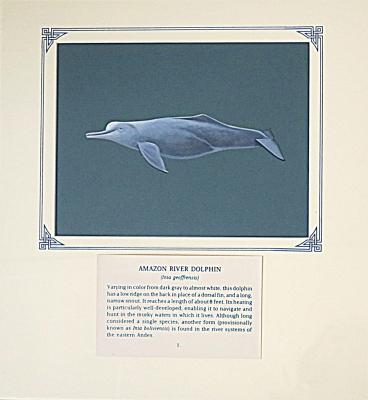 PAINTING - AMAZON RIVER DOLPHIN
