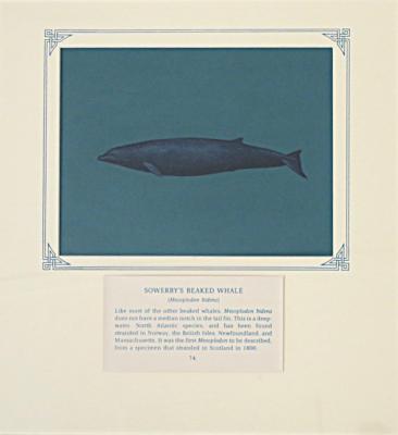 PAINTING - SOWERBY`S BEAKED WHALE