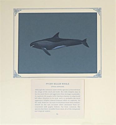 PAINTING -PYGMY KILLER WHALE