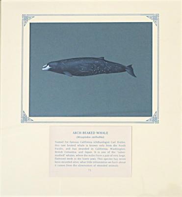 PAINTING - ARCH BEAKED WHALE
