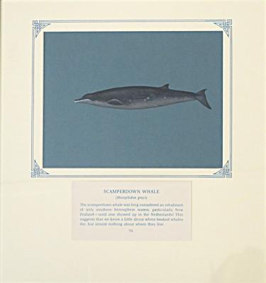 PAINTING - SCAMPERDOWN WHALE