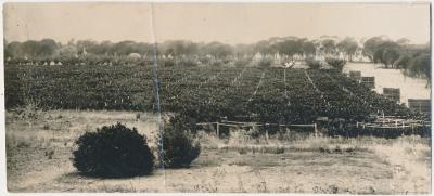 Morris Trimming's Currant Sultana Orchard
