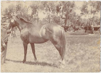 Show Horse 'Rosa'