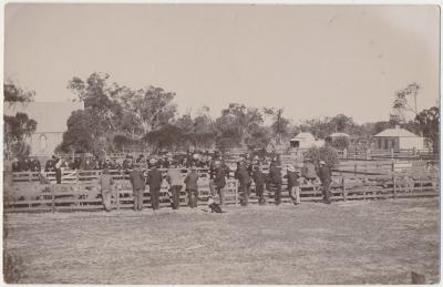 Sheep Sale Yards 