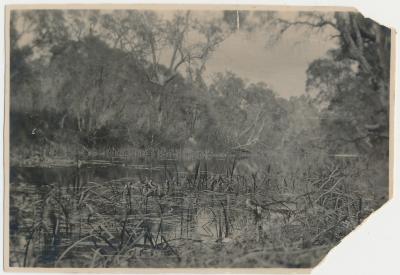 Cherry Tree Pool 