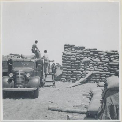 Coyrecup Siding - Stacking Wheat