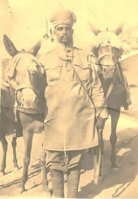 Mules at Gallipoli