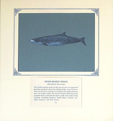 PAINTING  - DENSE-BEAKED WHALE