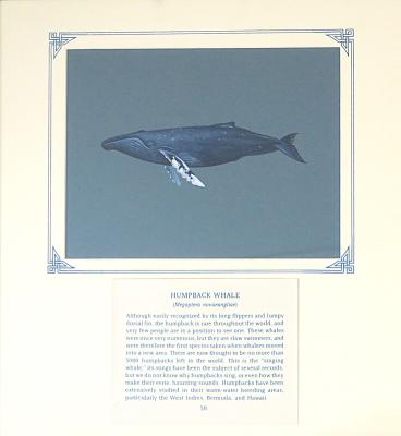 PAINTING - HUMPBACK WHALE