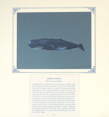 PAINTING - SPERM WHALE