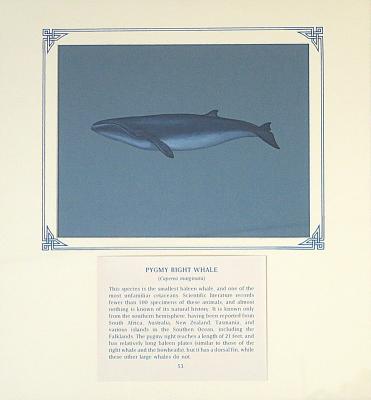 PAINTING - PYGMY RIGHT WHALE