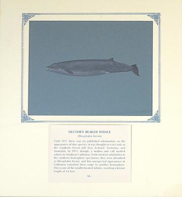 PAINTING - HECTOR'S BEAKED WHALE