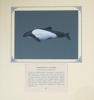 PAINTING - COMMERSON'S DOLPHIN