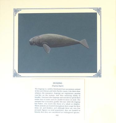 PAINTING - DUGONG