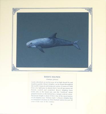PAINTING - RISSO'S DOLPHIN