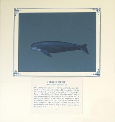 PAINTING - FINLESS PORPOISE