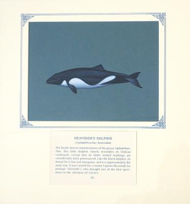PAINTING - HEAVISIDE'S DOLPHIN