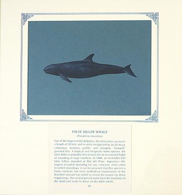PAINTING - FALSE KILLER WHALE