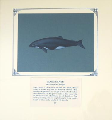 PAINTING -BLACK DOLPHIN