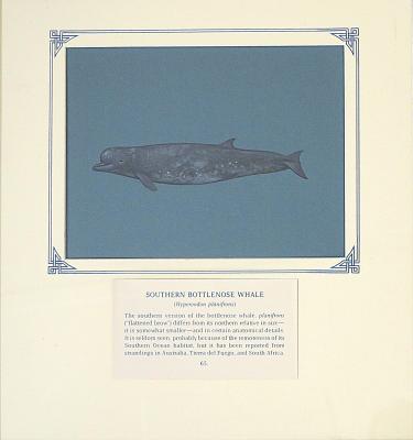 PAINTING - SOUTHERN BOTTLENOSE WHALE