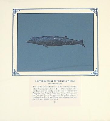 PAINTING - SOUTHERN GIANT BOTTLENOSE WHALE