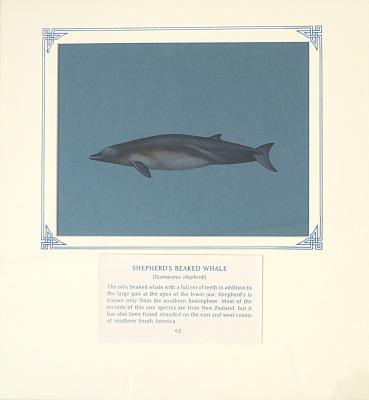 PAINTING - SHEPHERD`S BEAKED WHALE